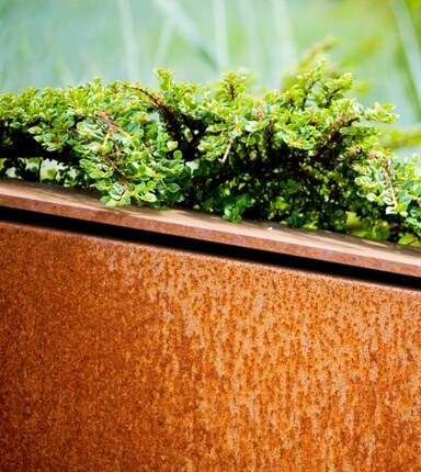 Vårt sortiment av cortenplåt.jpg